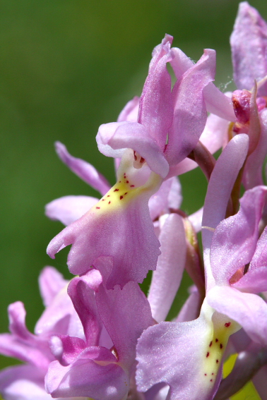 Simbruini:Un mare di orchidee